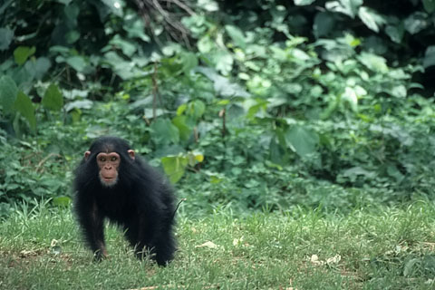 https://www.transafrika.org/media/Uganda/junger Schimpanse.jpg